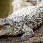 israel-bunuh-ratusan-buaya-usai-takut-dijadikan-teror