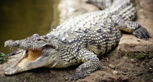 israel-bunuh-ratusan-buaya-usai-takut-dijadikan-teror